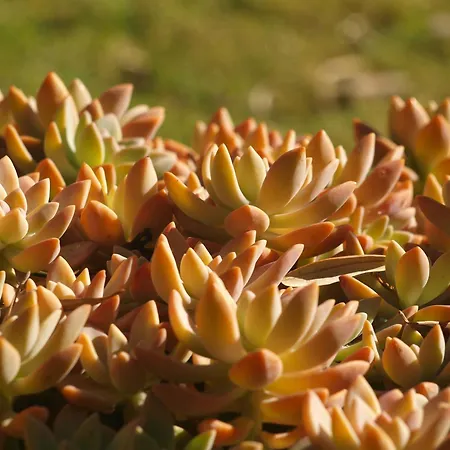 Appartement Spitaki γραφείο *