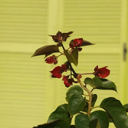 Spitaki γραφείο Велика