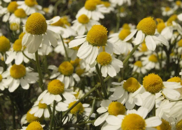 Apartament Spitaki γραφείο