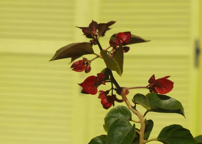 Spitaki γραφείο Velika (Thessaly)